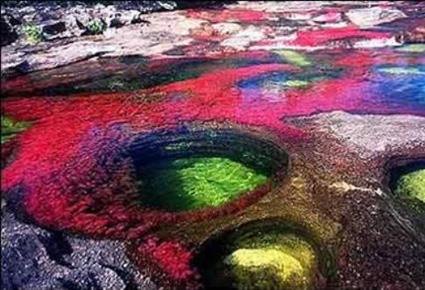 Caño Cristales wajahat22-2-2013 (